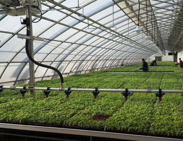 夏季溫室大棚降溫的方法有哪些？