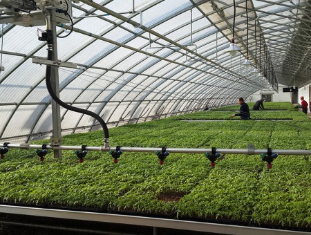 夏季溫室大棚降溫的方法有哪些？